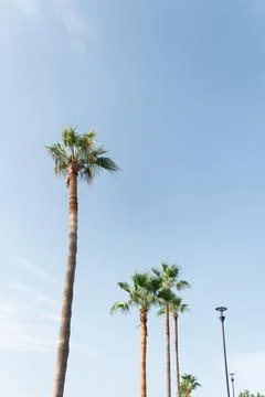 An image of nice green palm trees on blue sunny sky background Stock Photos
