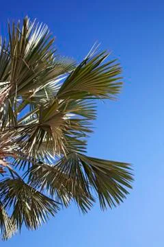 An image of nice palm trees in the blue sunny sky Stock Photos