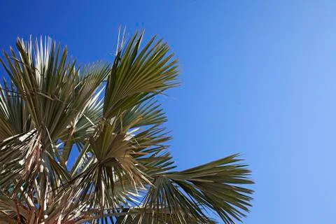 An image of nice palm trees in the blue sunny sky Stock Photos