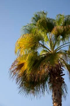 An image of nice palm trees in the blue sunny sky Stock Photos