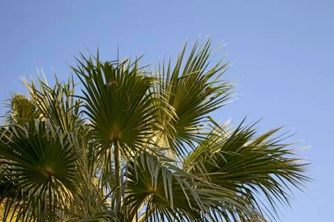 An image of nice palm trees in the blue sunny sky Stock Photos
