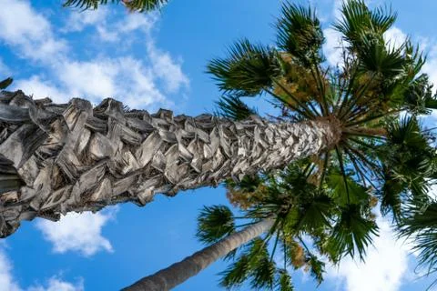 An image of nice palm trees in the blue sunny sky. Stock Photos