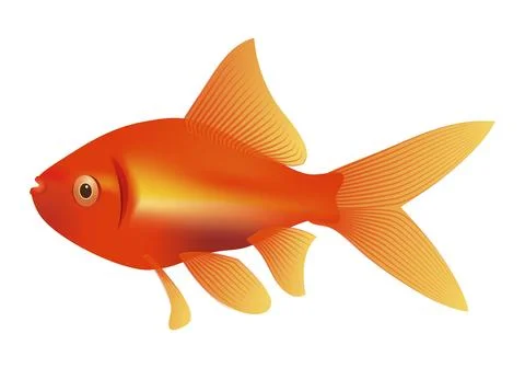 An image of a nice red yellow goldfish Stock Illustration