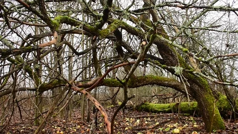 Image of an old abandoned garden Stock Footage 119216541