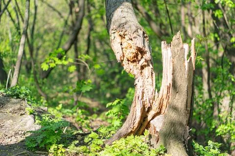 Image of an old, decaying tree trunk with separated layers in a forest duri.. Stock Photos