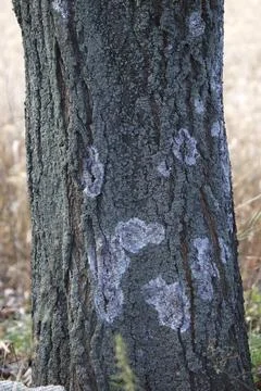 Image of an old tree trunk with lichen spots on the bark. Stock Photos