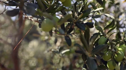 Image of olives on branch with olive tree and winds moving Stockbeeldmateriaal 232335810