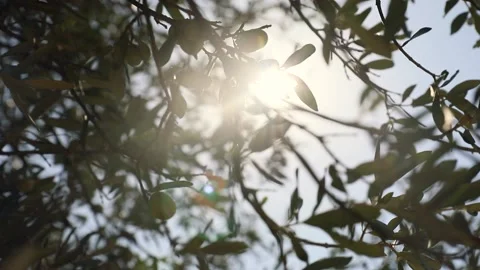 Image of olives on branch with olive tree and winds moving Stock-Footage 232335821
