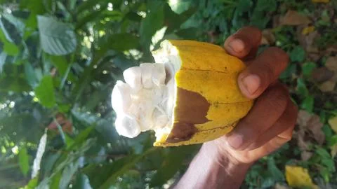 Image of an open cocoa 写真素材