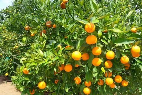 An image of an orange garden. An orange is a fruit of various citrus species  Stock Photos