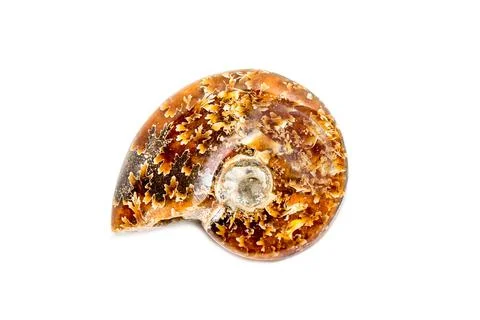 Image of orange pattern ammonite on a white background. Fossil. Sea shells. Stock Photos