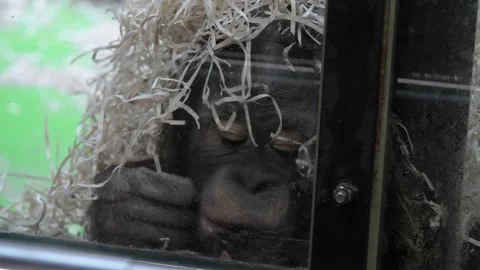 An image of an orangutan behind glass in a zoo. Stock Footage