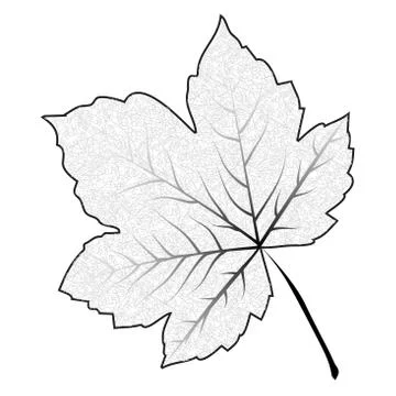 Image of outline maple leaf . Vector illustration isolated on white backgroun Stock Illustration
