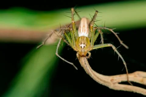 Image of Oxyopidae Spider (Java Lynx Spider / Oxyopes cf. Javanus) on nature  Stock Photos