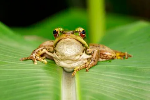 Image of paddy field green frog or Green Paddy Frog (Rana erythraea) on the g Stock Photos