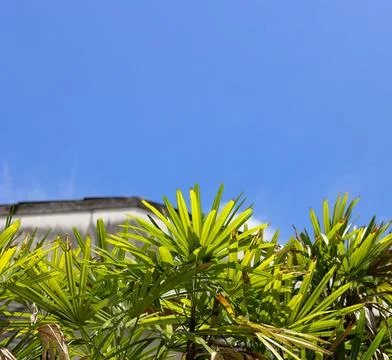 Image of palm tree top on a background of clear sky. Stockfoto's