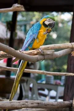 Image of a parrot marcos on nature background in thailand. Wild Animals. Foto stock