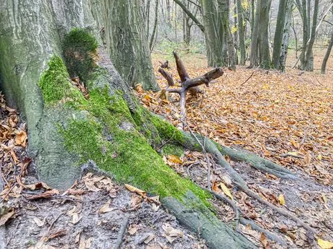 An image of a partially split tree trunk in an outdoor setting, with moss g.. Foto stock