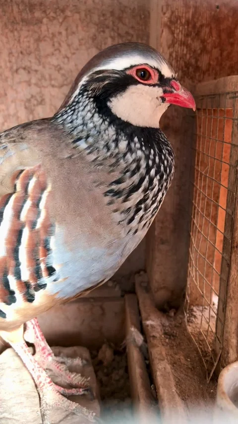Image of a partridge in captivity Stock-Footage 316594666