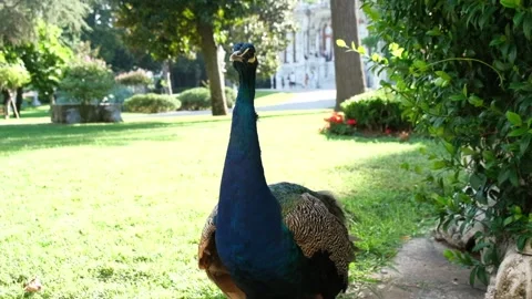 Image of a peacock standing in front of the camera Stock Footage 249307064