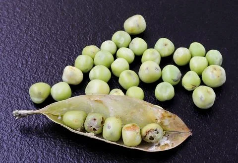 An image of peas affected by harmful insects. Stock Photos