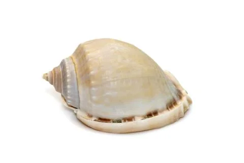 Image of phalium glaucum shell, common name the grey bonnet or glaucus bonnet Stock Photos