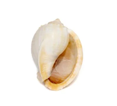 Image of phalium glaucum shell, common name the grey bonnet or glaucus bonnet Stock Photos