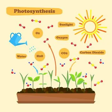 Image of photosynthesis Stock Illustration