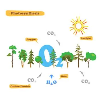 Image of photosynthesis Stock Illustration