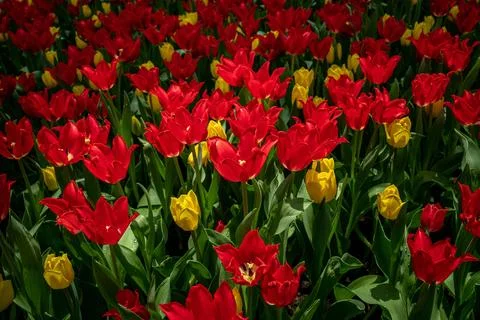 Image of a picturesque park featuring an array of vivid and vibrant tulips in sh Fotos de archivo