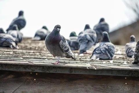 Image of pigeon Stock Photos