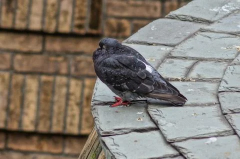 Image of pigeons Foto stock