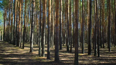 Image of a pine forest. The camera slowly turns to the left. Vídeos de archivo 106486320