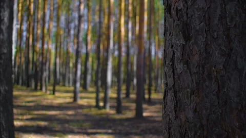 Image of a pine forest. The camera slowly passes the tree. Vídeo Stock 106486675