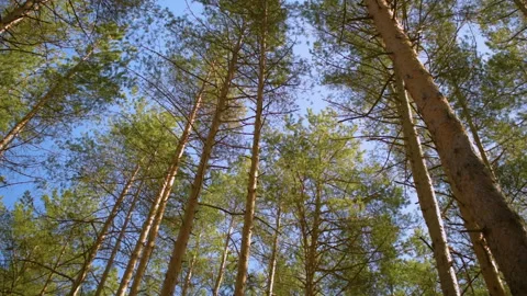 Image of a pine forest. Shooting at a low angle. Vídeo Stock 106486613
