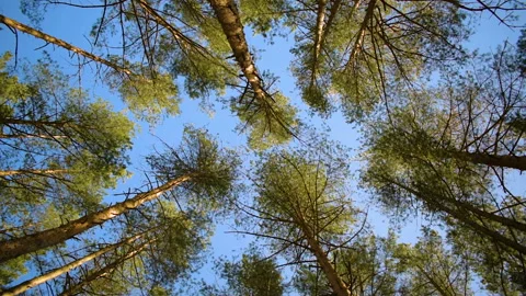 Image of a pine forest. Shooting at a low angle. Stock Footage 106486723
