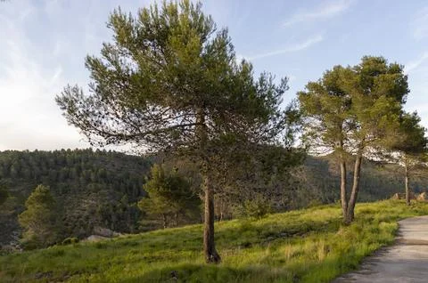 Image of the pine forest at sunset, pine forest of the natural park. Stock Photos