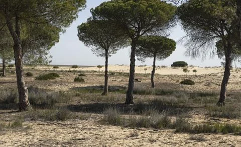 Image of pine trees and dunes in a natural park in huelva Stock Photos