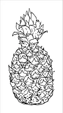 Image of pineapple fruit. Vector black and white illustration. Stock Illustration