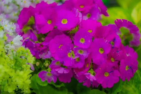 Image of pink flowers Stock Photos
