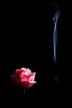 Image of a pink rose in a cloud of smoke on a black background. selected focu Stock Photos