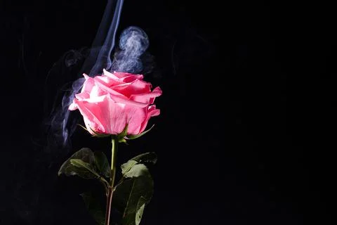 Image of a pink rose in a cloud of smoke on a black background. selected focu Stock Photos