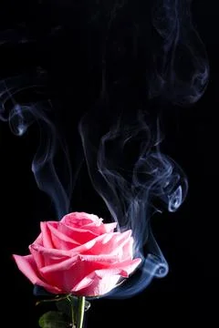 Image of a pink rose in a cloud of smoke on a black background. selected focu Stock Photos