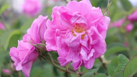 Image of pink rose in the garden Stock Footage 288112967