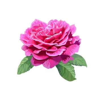 Image of pink rose isolated on white background Stock Illustration