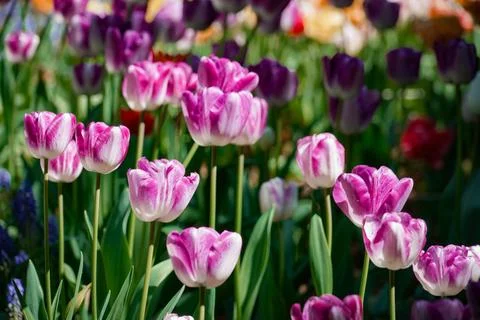 The image of a pink tulip Stock Photos