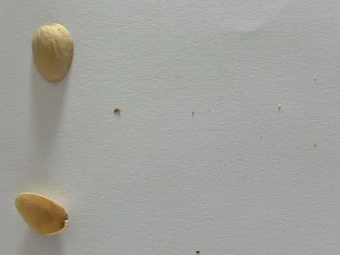 Image of pistachio shells on white background Foto stock