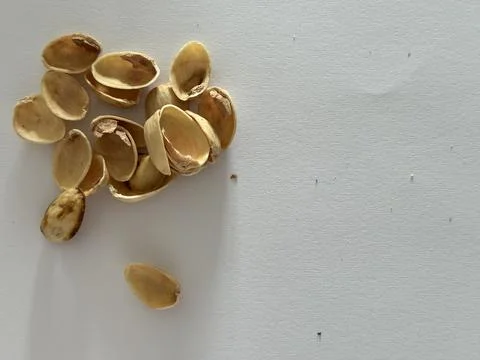 Image of pistachio shells on white background Foto stock