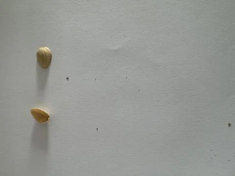 Image of pistachio shells on white background Foto stock