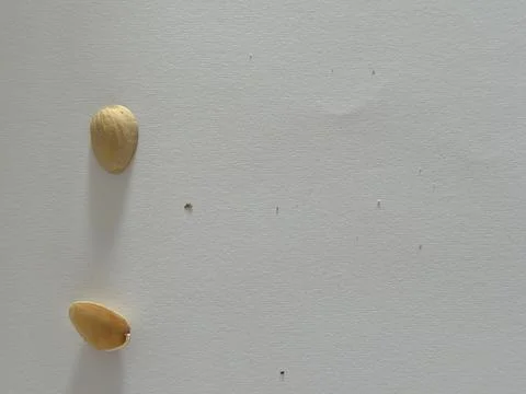 Image of pistachio shells on white background Stock Photos